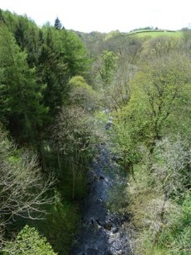River and trees