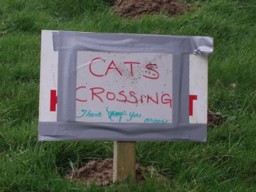 Cats crossing