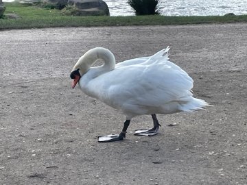 swan