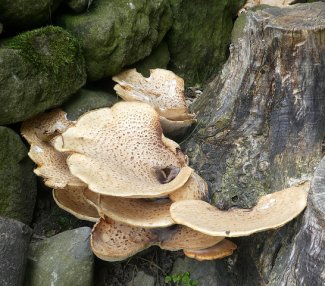 fungi