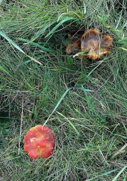toadstools