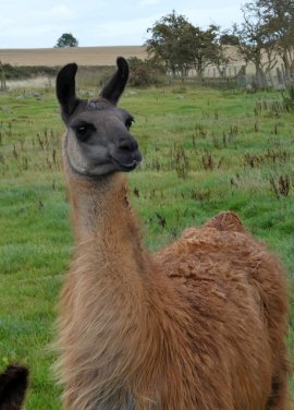 llama