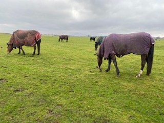 horses