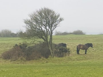 horse