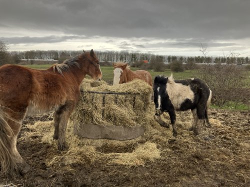 ponies