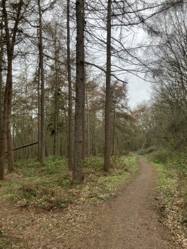 woods