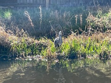 heron